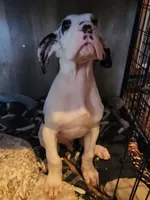 Harlequin male, a male Great Dane for sale in Gig Harbor, WA – 8 of 9
