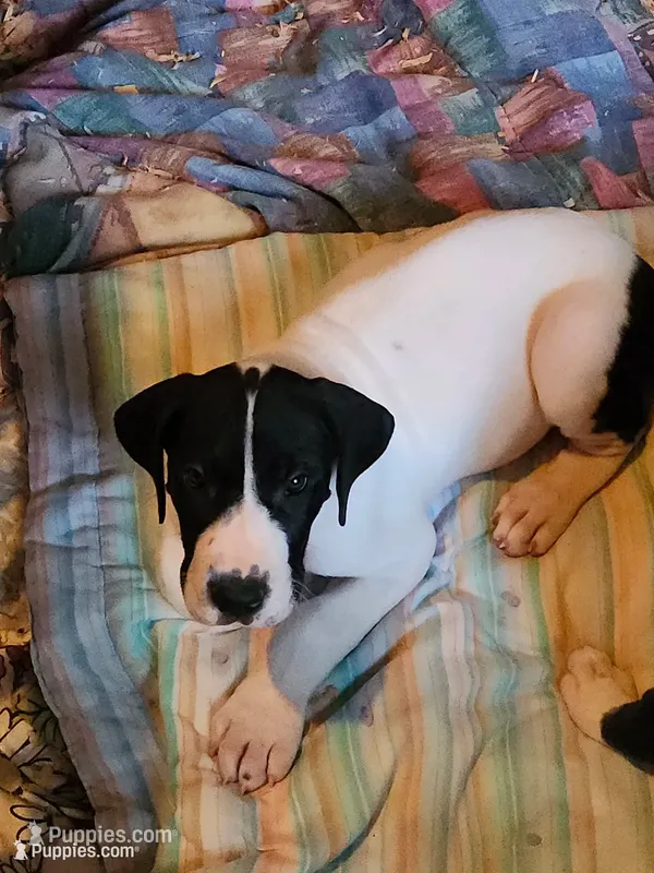 Top Quality, European piebald Female, a female Great Dane for sale in Gig Harbor, WA – 1 of 9
