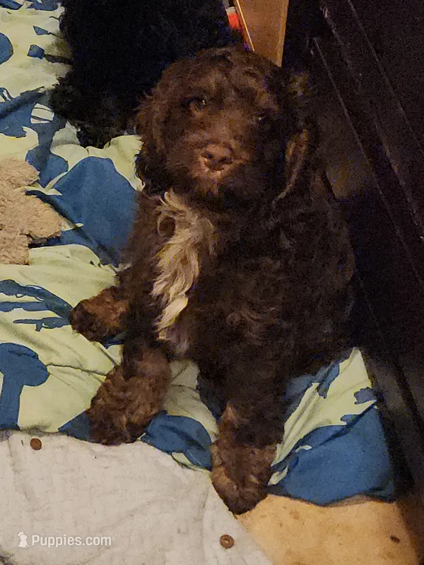 Topaz – Cockapoo, Poodle - Miniature  puppy for sale in Gig Harbor, WA
