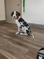 Top Quality, European Harlequin Female, a female Great Dane for sale in Gig Harbor, WA – 5 of 10