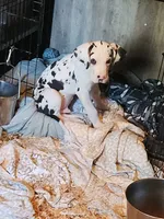 Harlequin male, a male Great Dane for sale in Gig Harbor, WA – 1 of 9