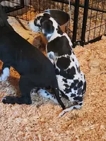 Harlequin female #2, a female Great Dane for sale in Gig Harbor, WA – 4 of 10