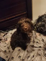 Father's Day Special $100 OFF!!, a male Cockapoo and Poodle - Miniature  for sale in Gig Harbor, WA – 10 of 10