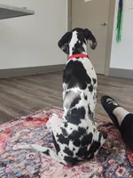 Top Quality, European Harlequin Female, a female Great Dane for sale in Gig Harbor, WA – 4 of 10