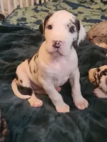 Harlequin female #1, a female Great Dane for sale in Gig Harbor, WA – Photo 4 of 10