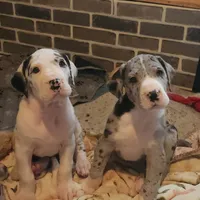 Harlequin female #1, a female Great Dane for sale in Gig Harbor, WA – Photo 3 of 10