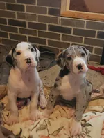 Harlequin female #1, a female Great Dane for sale in Gig Harbor, WA – Photo 3 of 10