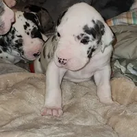 Harlequin female #1, a female Great Dane for sale in Gig Harbor, WA – Photo 5 of 10