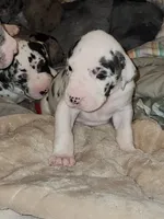 Harlequin female #1, a female Great Dane for sale in Gig Harbor, WA – Photo 5 of 10