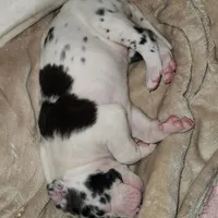 Harlequin female #1, a female Great Dane for sale in Gig Harbor, WA – Photo 10 of 10