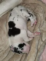 Harlequin female #1, a female Great Dane for sale in Gig Harbor, WA – Photo 10 of 10