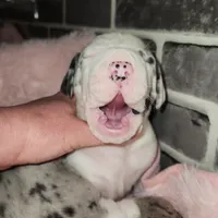 Harlequin female #1, a female Great Dane for sale in Gig Harbor, WA – Photo 6 of 10