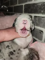 Harlequin female #1, a female Great Dane for sale in Gig Harbor, WA – Photo 6 of 10