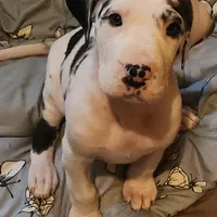 Harlequin female #1, a female Great Dane for sale in Gig Harbor, WA – Photo 1 of 10