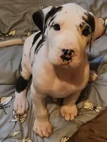 Harlequin female #1, a female Great Dane for sale in Gig Harbor, WA – Photo 1 of 10