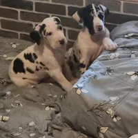 Harlequin female #1, a female Great Dane for sale in Gig Harbor, WA – Photo 2 of 10