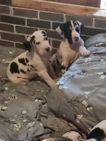 Harlequin female #1, a female Great Dane for sale in Gig Harbor, WA – Photo 2 of 10