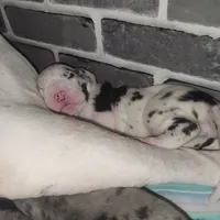 Harlequin female #1, a female Great Dane for sale in Gig Harbor, WA – Photo 9 of 10