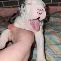 Harlequin female #1, a female Great Dane for sale in Gig Harbor, WA – Photo 7 of 10