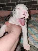 Harlequin female #1, a female Great Dane for sale in Gig Harbor, WA – Photo 7 of 10