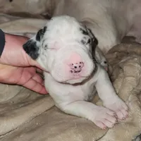 Harlequin female #1, a female Great Dane for sale in Gig Harbor, WA – Photo 8 of 10