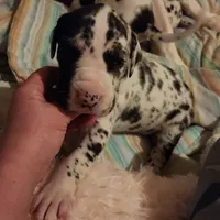 TOP QUALITY EURO, a female Great Dane for sale in Gig Harbor, WA – Photo 8 of 10