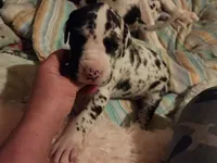 TOP QUALITY EURO, a female Great Dane for sale in Gig Harbor, WA – Photo 8 of 10