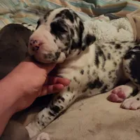 TOP QUALITY EURO, a female Great Dane for sale in Gig Harbor, WA – Photo 6 of 10