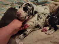 TOP QUALITY EURO, a female Great Dane for sale in Gig Harbor, WA – Photo 6 of 10