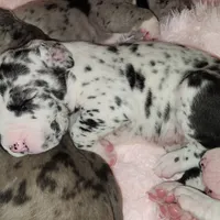 TOP QUALITY EURO, a female Great Dane for sale in Gig Harbor, WA – Photo 5 of 10
