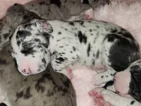 TOP QUALITY EURO, a female Great Dane for sale in Gig Harbor, WA – Photo 5 of 10