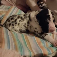 TOP QUALITY EURO, a female Great Dane for sale in Gig Harbor, WA – Photo 9 of 10