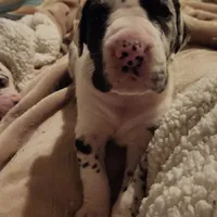 TOP QUALITY EURO, a female Great Dane for sale in Gig Harbor, WA – Photo 7 of 10