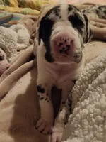 TOP QUALITY EURO, a female Great Dane for sale in Gig Harbor, WA – Photo 7 of 10