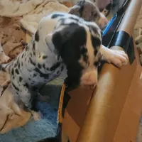 TOP QUALITY EURO, a female Great Dane for sale in Gig Harbor, WA – Photo 3 of 10