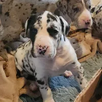 TOP QUALITY EURO, a female Great Dane for sale in Gig Harbor, WA – Photo 2 of 10
