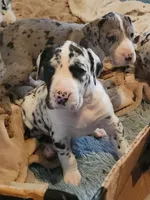 TOP QUALITY EURO, a female Great Dane for sale in Gig Harbor, WA – Photo 2 of 10