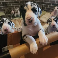 TOP QUALITY EURO, a female Great Dane for sale in Gig Harbor, WA – Photo 1 of 10