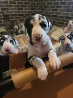 TOP QUALITY EURO, a female Great Dane for sale in Gig Harbor, WA – Photo 1 of 10