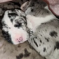 TOP QUALITY EURO, a female Great Dane for sale in Gig Harbor, WA – Photo 10 of 10