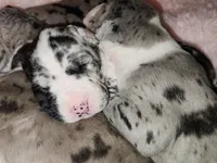 TOP QUALITY EURO, a female Great Dane for sale in Gig Harbor, WA – Photo 10 of 10