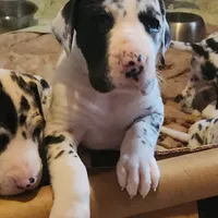 TOP QUALITY EURO, a female Great Dane for sale in Gig Harbor, WA – Photo 4 of 10