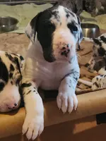 TOP QUALITY EURO, a female Great Dane for sale in Gig Harbor, WA – Photo 4 of 10