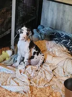 Harlequin female #2, a female Great Dane for sale in Gig Harbor, WA – 2 of 10
