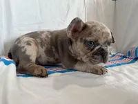 Stormi, a male French Bulldog for sale in Jersey City, NJ – Photo 3 of 6