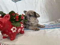 Stormi, a male French Bulldog for sale in Jersey City, NJ – Photo 2 of 6