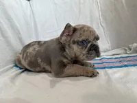 Stormi, a male French Bulldog for sale in Jersey City, NJ – Photo 6 of 6