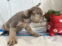 Stormi, a male French Bulldog for sale in Jersey City, NJ – Photo 5 of 6