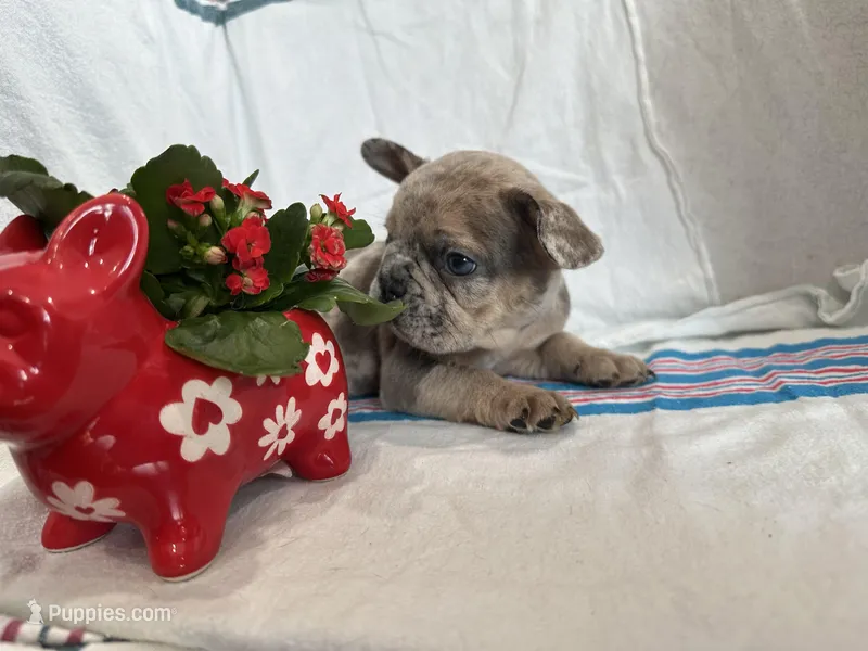 Stormi – French Bulldog puppy for sale in Jersey City, NJ