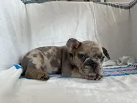 Stormi, a male French Bulldog for sale in Jersey City, NJ – Photo 4 of 6
